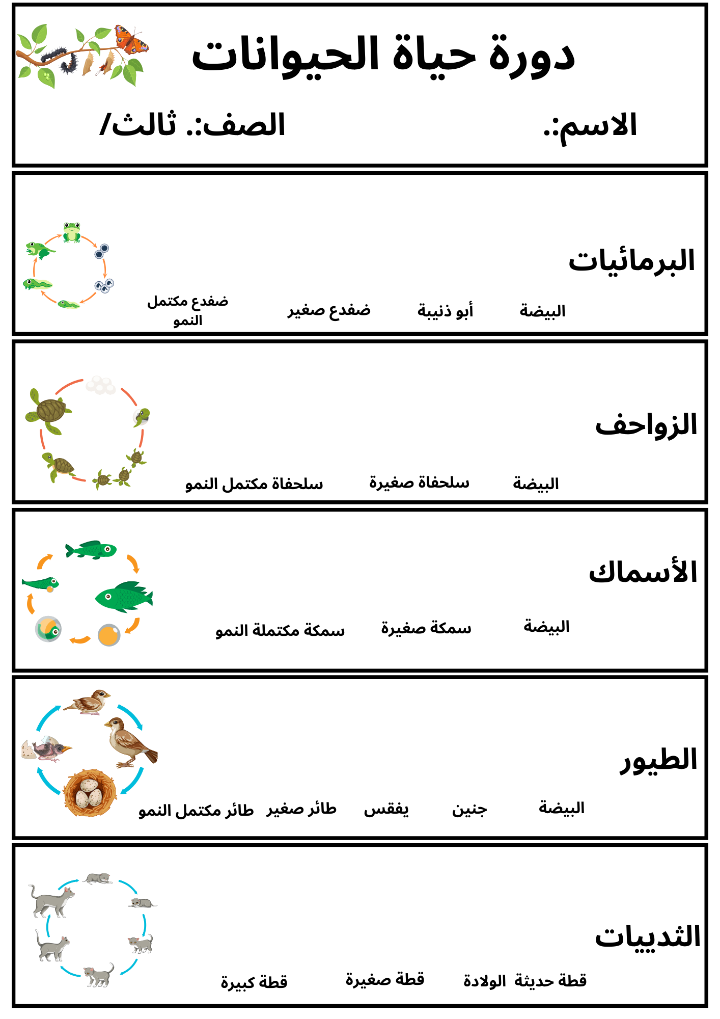 مطوية دورة حياة الحيوانات صف ثالث الفصل الدراسي الأول
